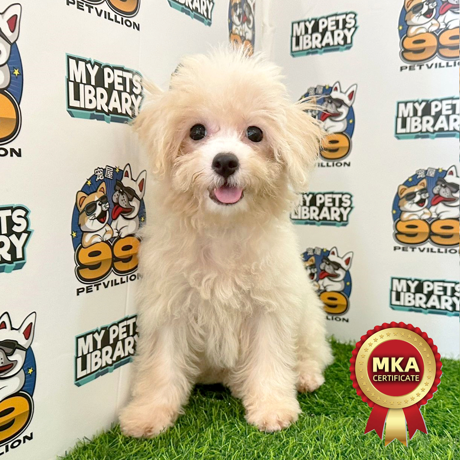 MKA Toy Poodle Puppy (Female) For Sale