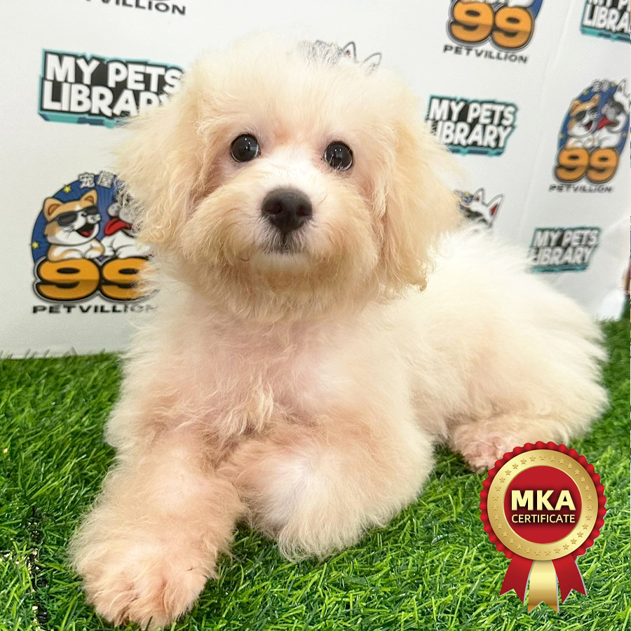 MKA Toy Poodle Puppy (Male) For Sale