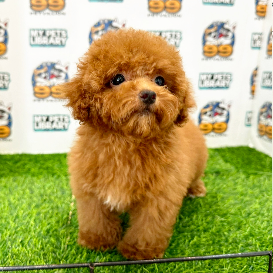 Toy Poodle Puppy (Female) For Sale