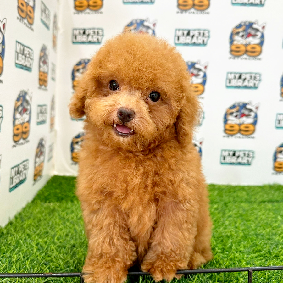 Toy Poodle Puppy (Male) For Sale