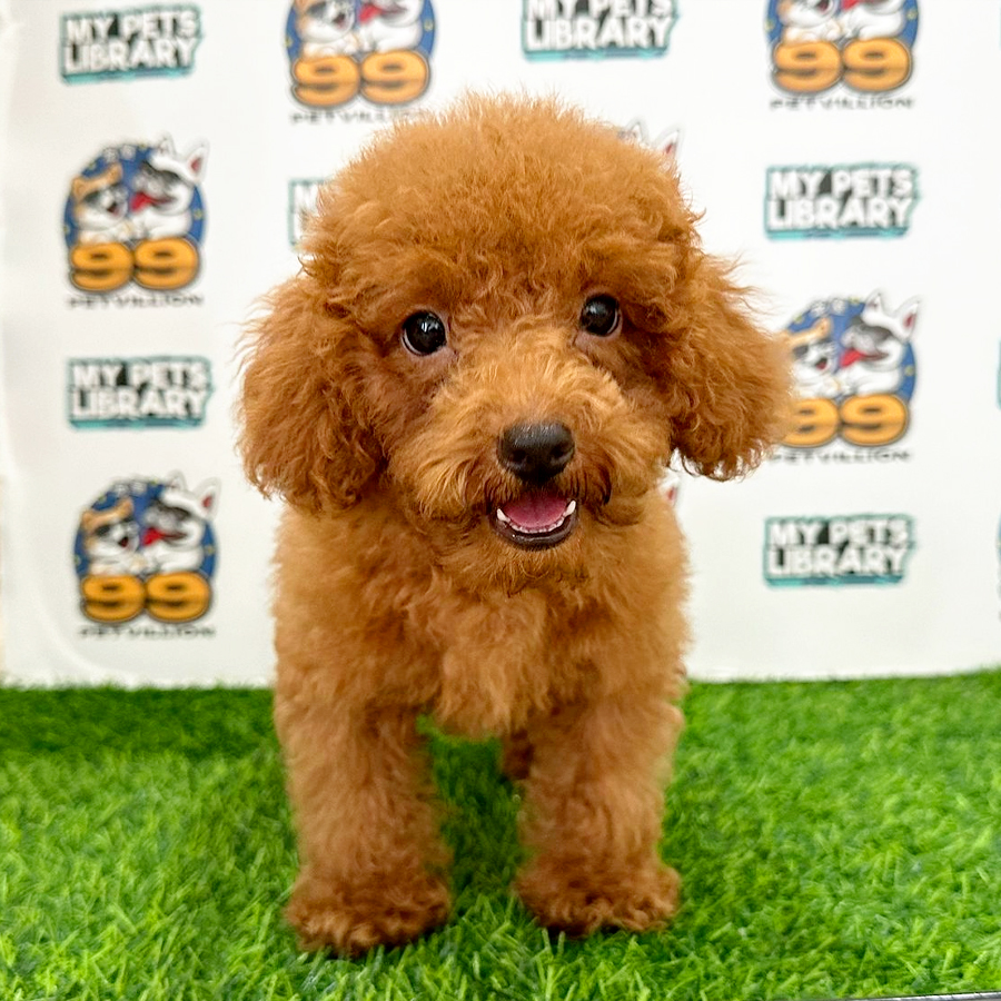 Toy Poodle Puppy (Male) For Sale