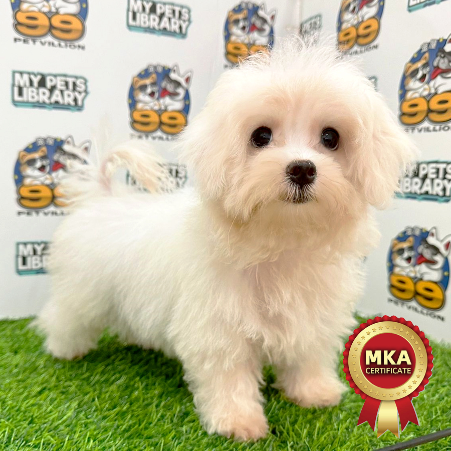 MKA Maltese Puppy (Female) For Sale
