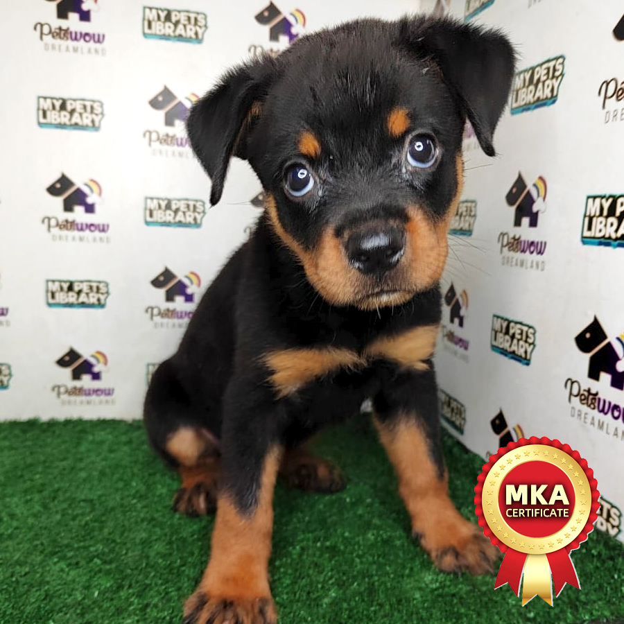 MKA Rottweiler Puppy (Male) For Sale