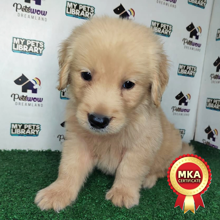 MKA Golden Retriever Puppy (Male) For Sale