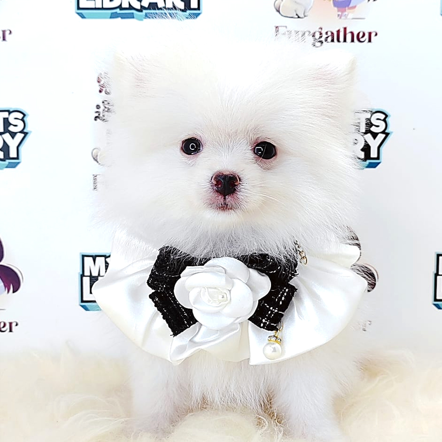 Tiny Pomeranian Puppy (Male) For Sale