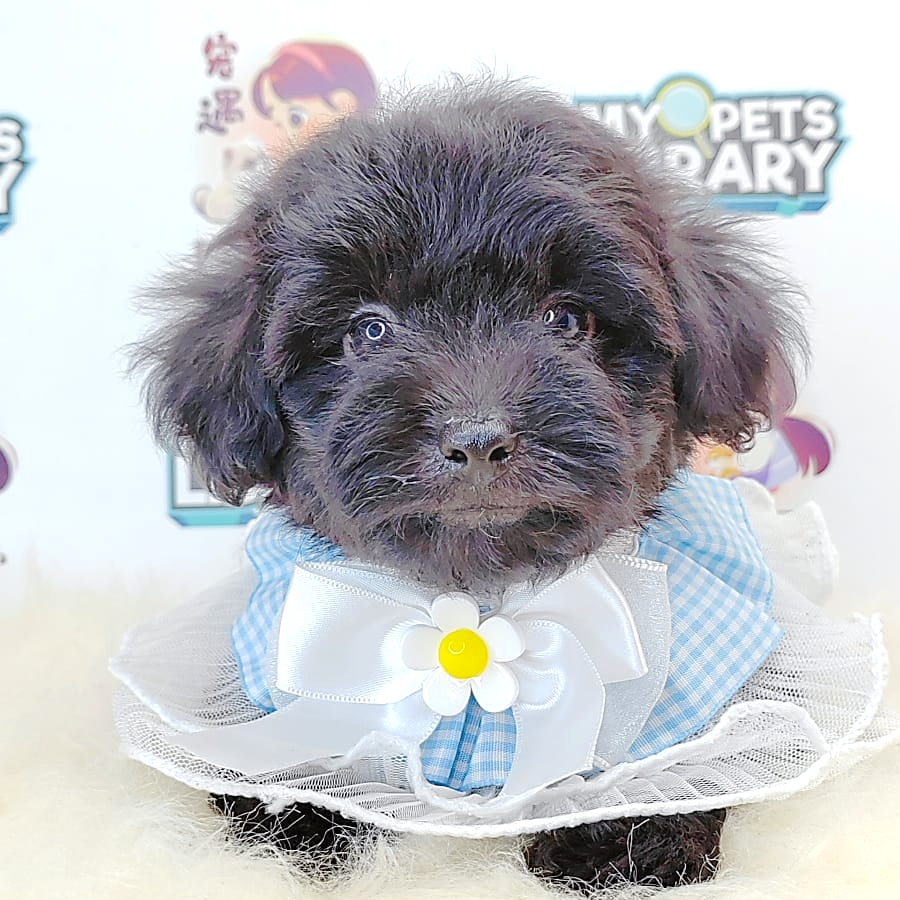 Tiny Toy Poodle Puppy (Female) For Sale