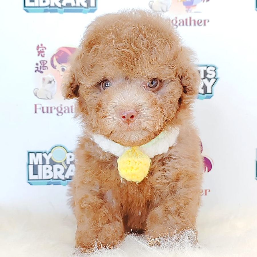 Tiny Toy Poodle Puppy (Male) For Sale