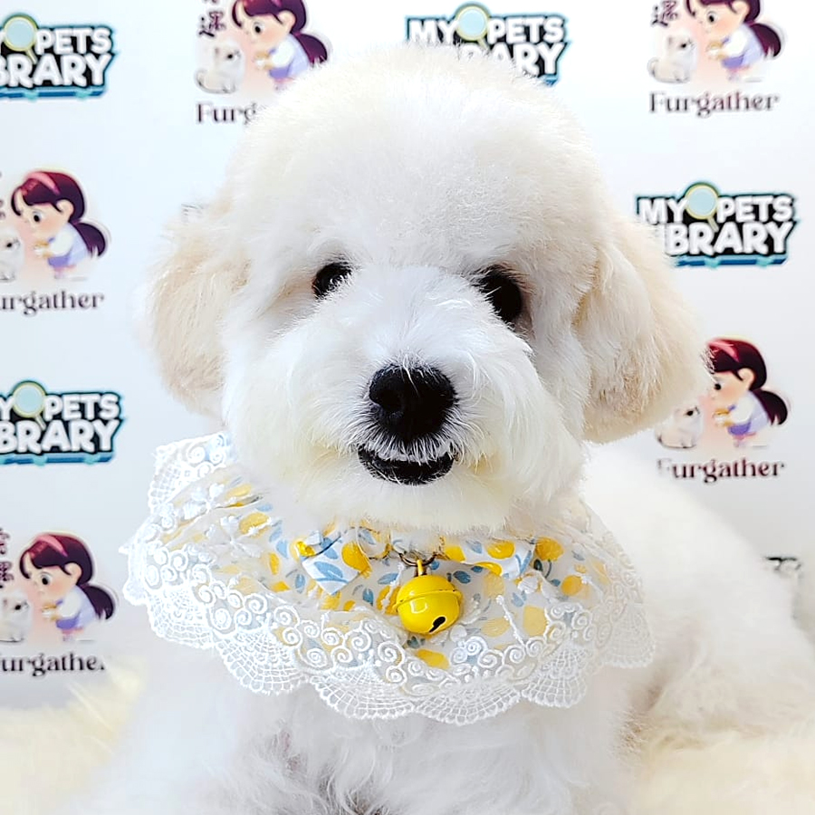 Maltipoo Puppy (Male) For Sale