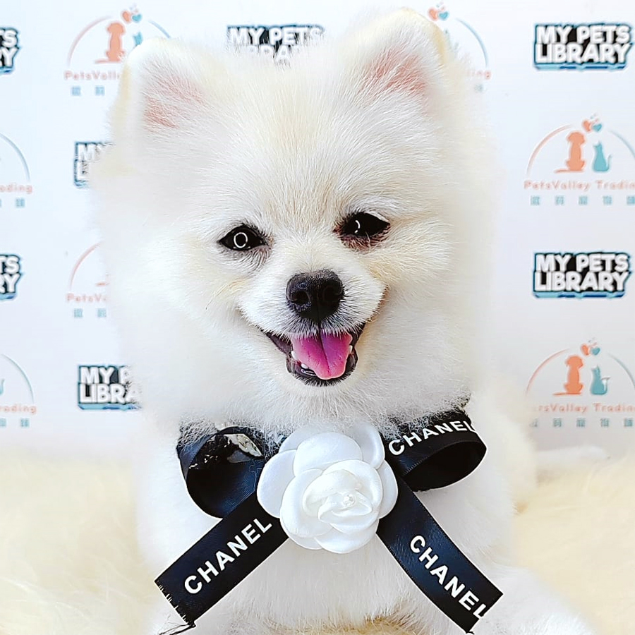 Pomeranian Puppy (Male) For Sale