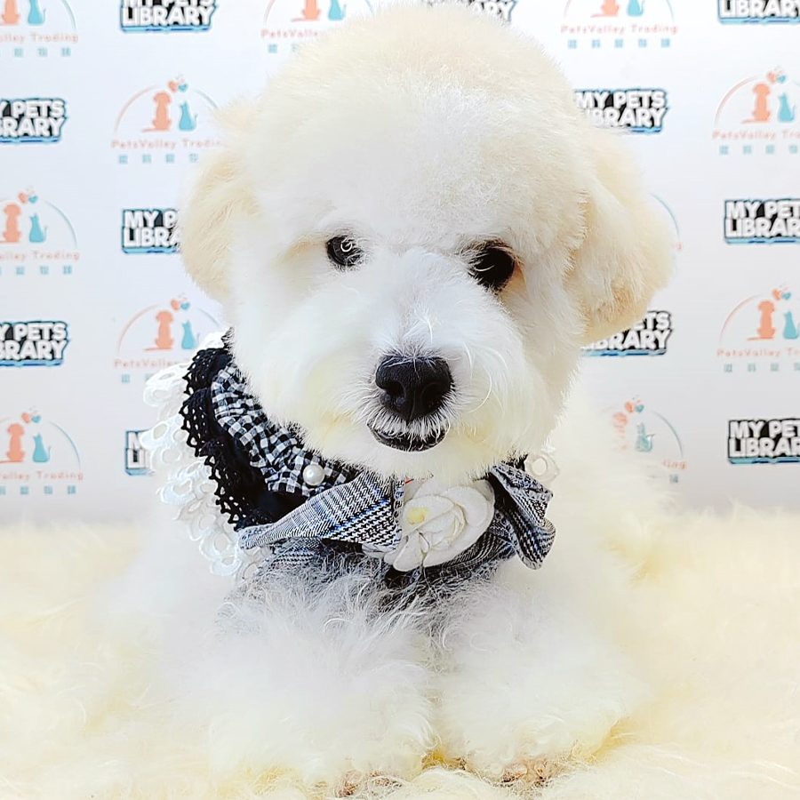 Maltipoo Puppy (Male) For Sale