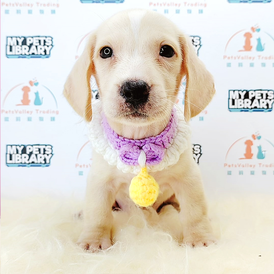 Dachshund Puppy (Female) For Sale