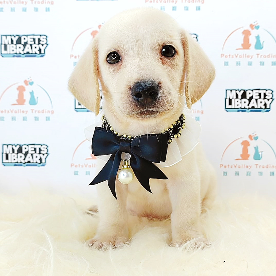 Dachshund Puppy (Male) For Sale