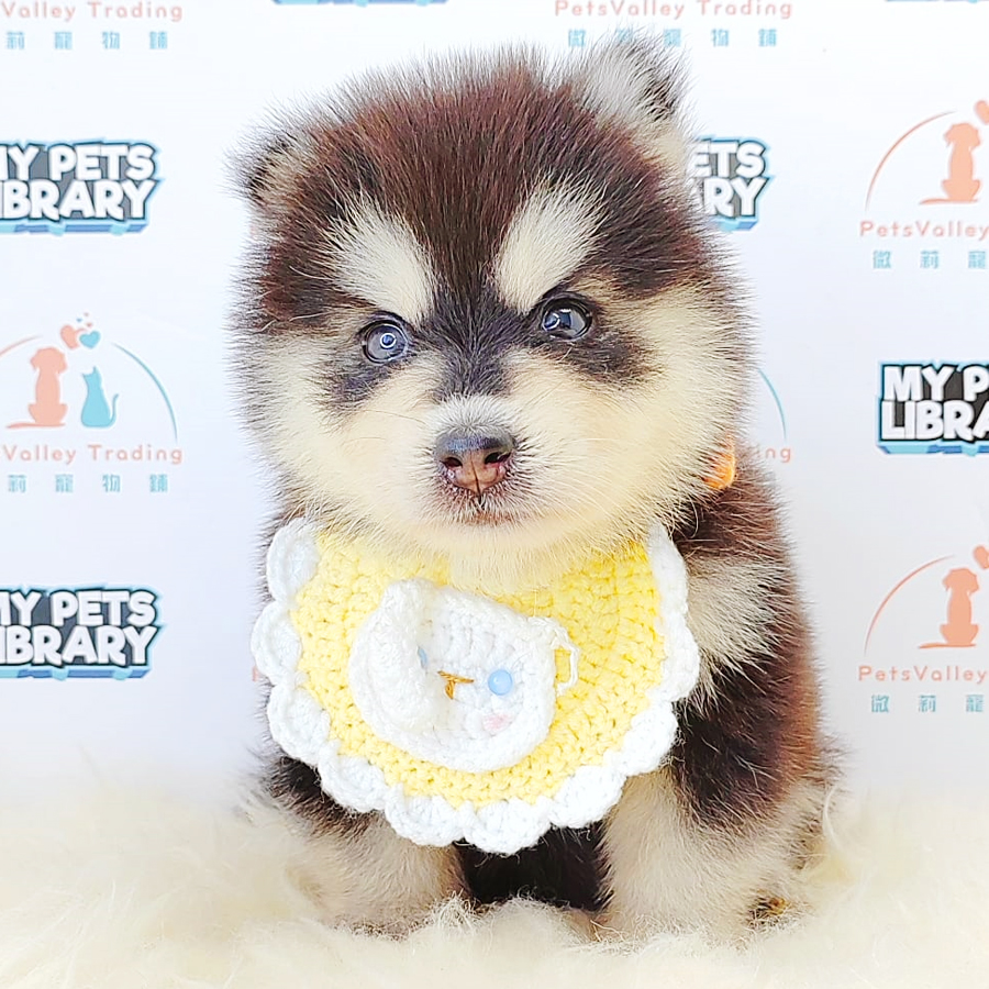 Pomsky Puppy (Female) For Sale
