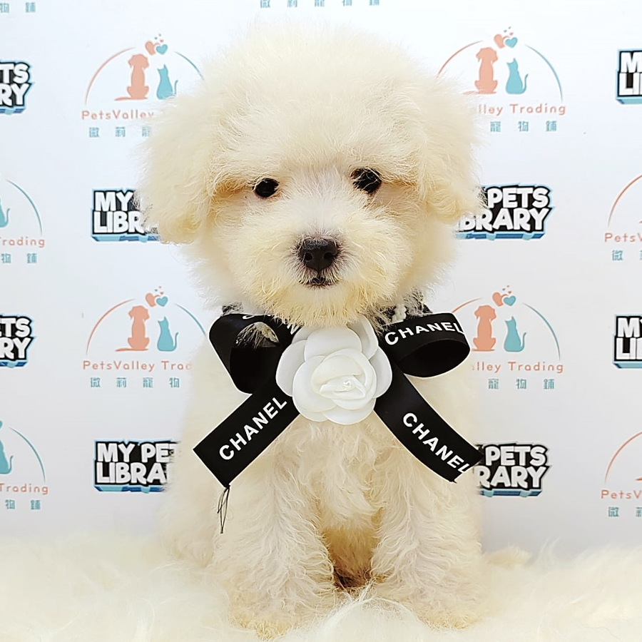 Toy Poodle Puppy (Female) For Sale