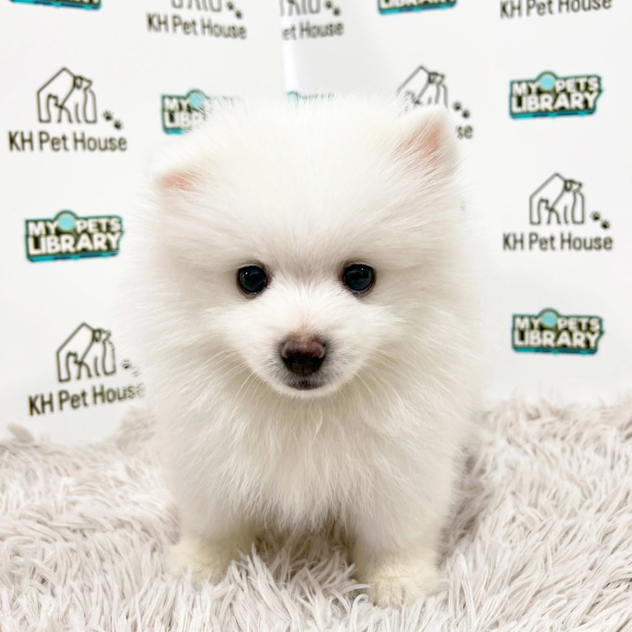 Pomeranian Puppy (Male) For Sale