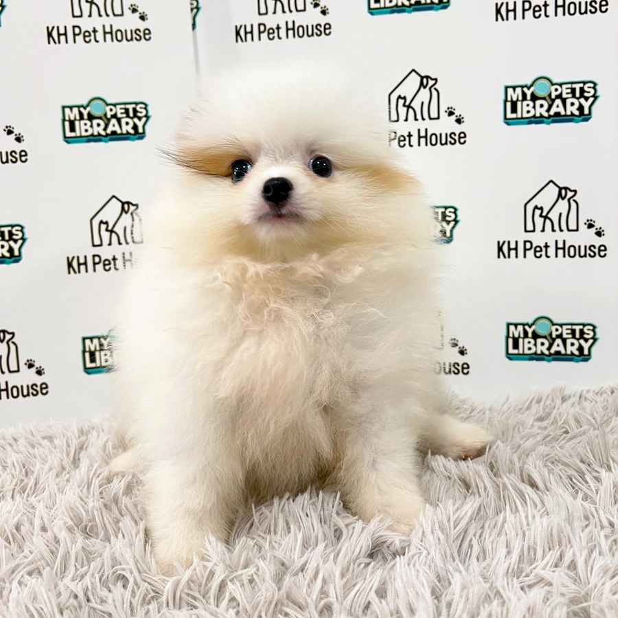 Pomeranian Puppy (Female) For Sale