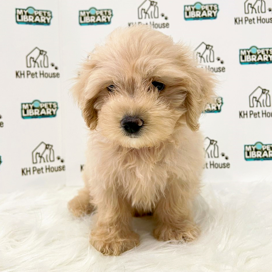 Maltipoo Puppy (Male) For Sale
