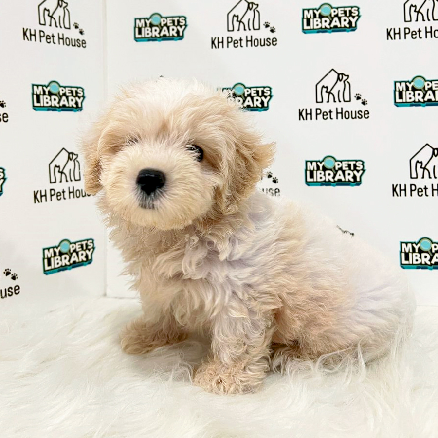 Maltipoo Puppy (Male) For Sale