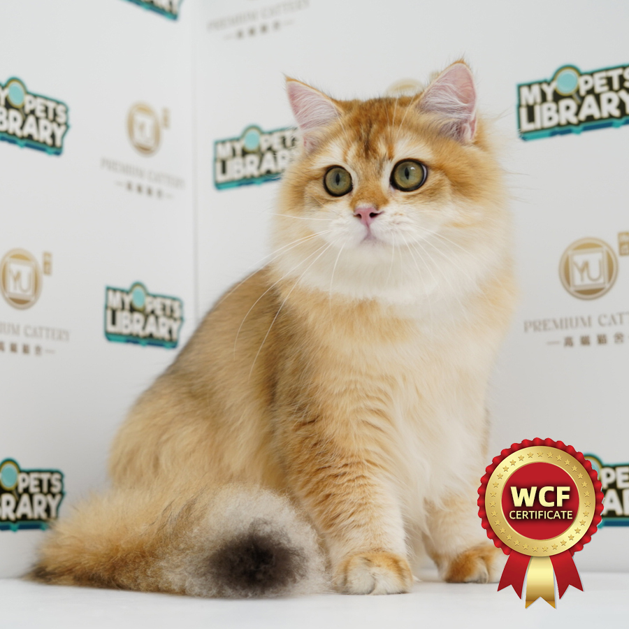 WCF British Longhair Kitten (Male) For Sale