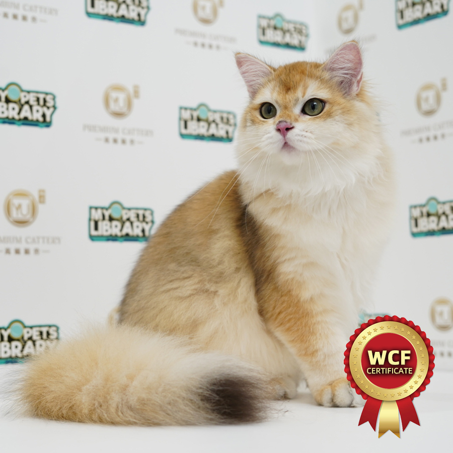 WCF British Longhair Kitten (Male) For Sale