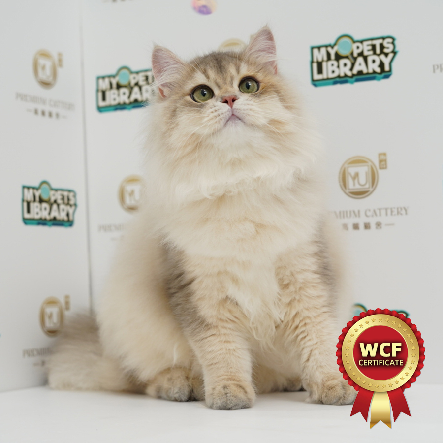 WCF British Longhair Kitten (Male) For Sale