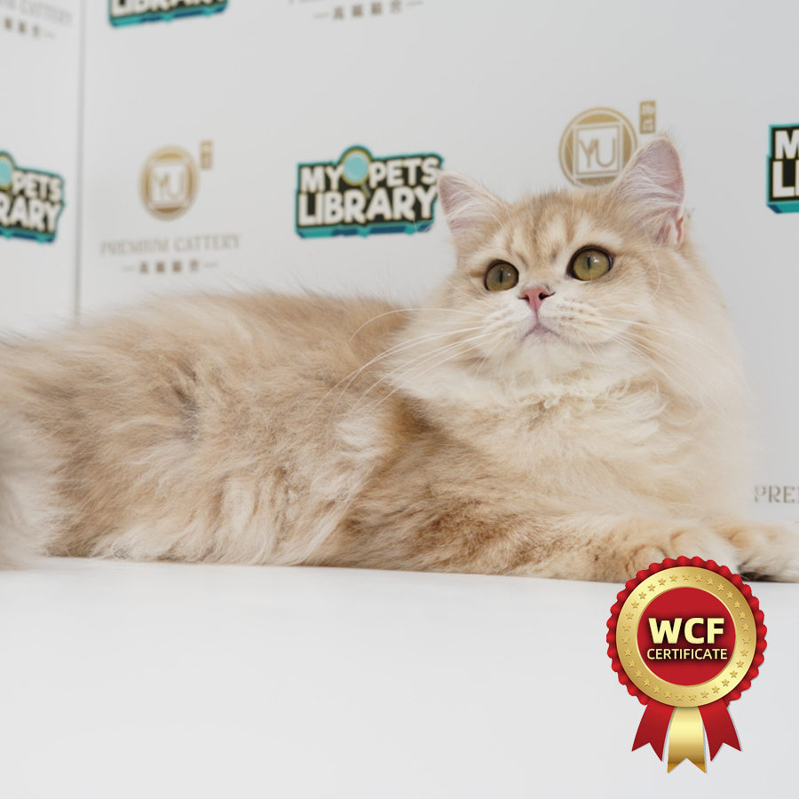 WCF British Longhair Kitten (Male) For Sale