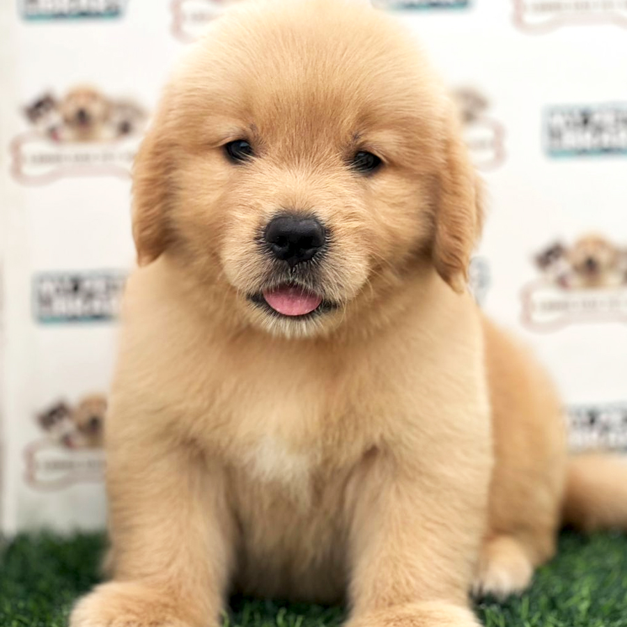 Golden Retriever Puppy (Male) For Sale
