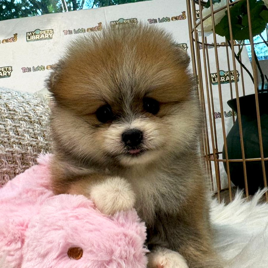 Tiny Pomeranian Puppy (Female) For Sale