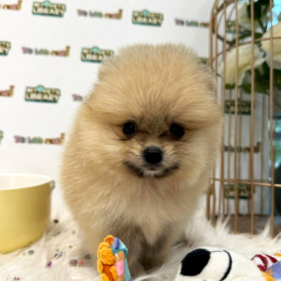 Tiny Pomeranian Puppy (Female) For Sale