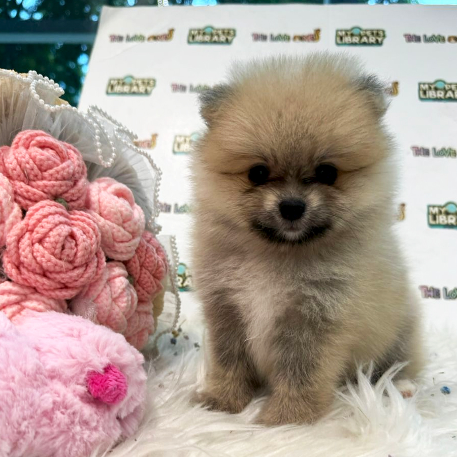 Tiny Pomeranian Puppy (Female) For Sale