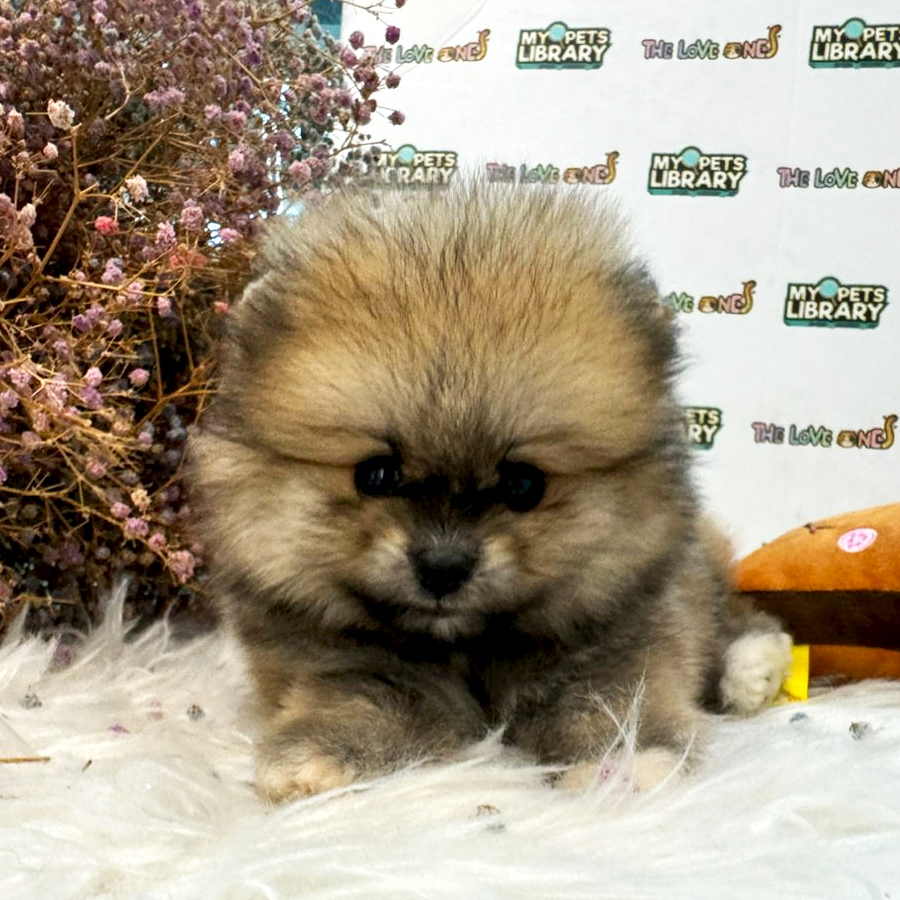 Tiny Pomeranian Puppy (Female) For Sale