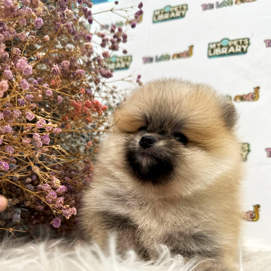 Tiny Pomeranian Puppy (Female) For Sale