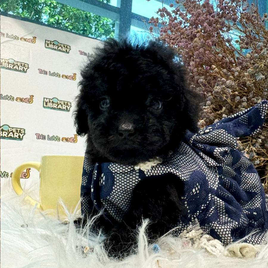 Tiny Poodle Puppy (Female) For Sale