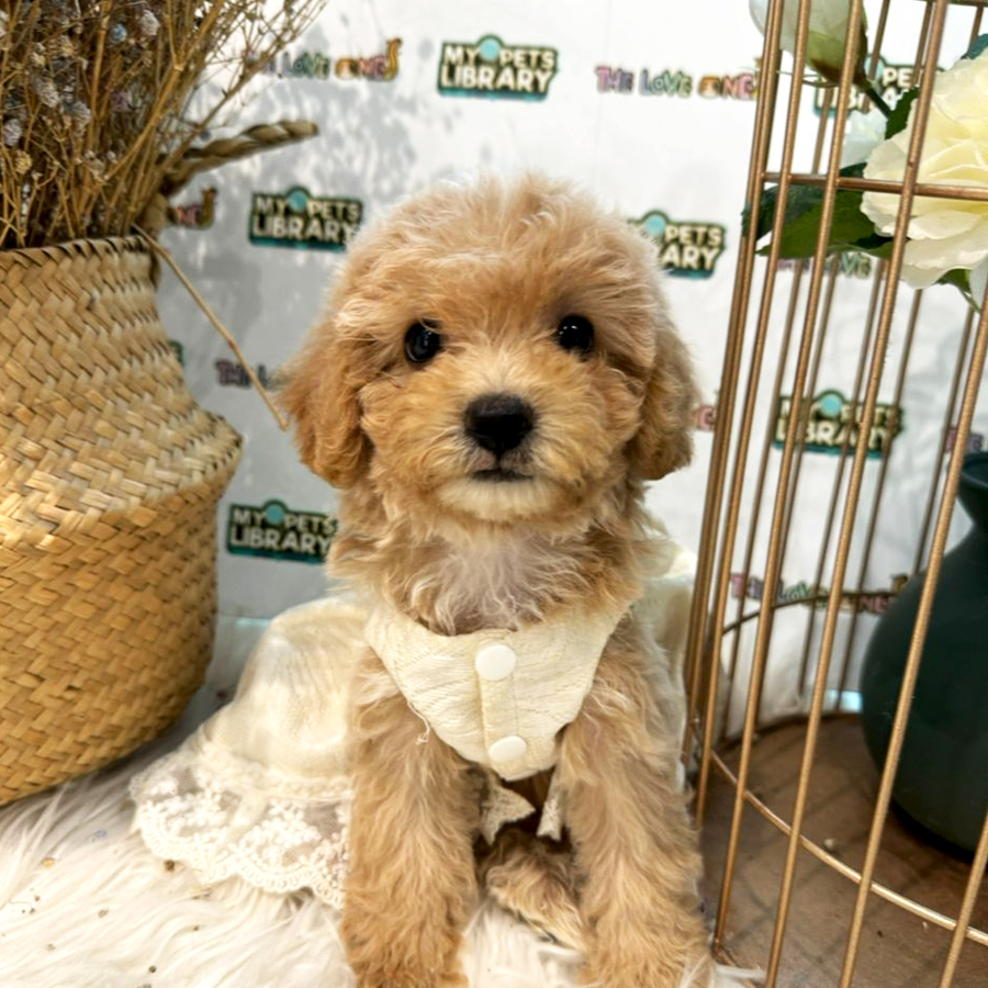 Maltipoo Puppy (Female) For Sale