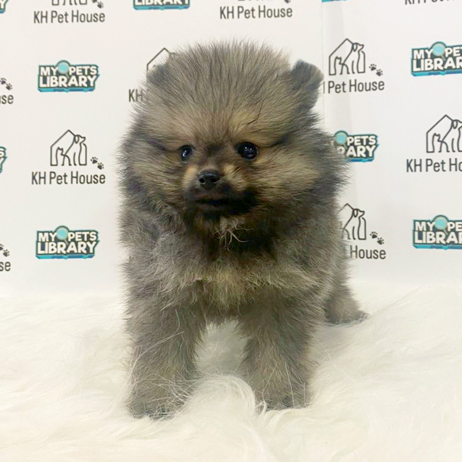 Tiny Pomeranian Puppy (Male) For Sale