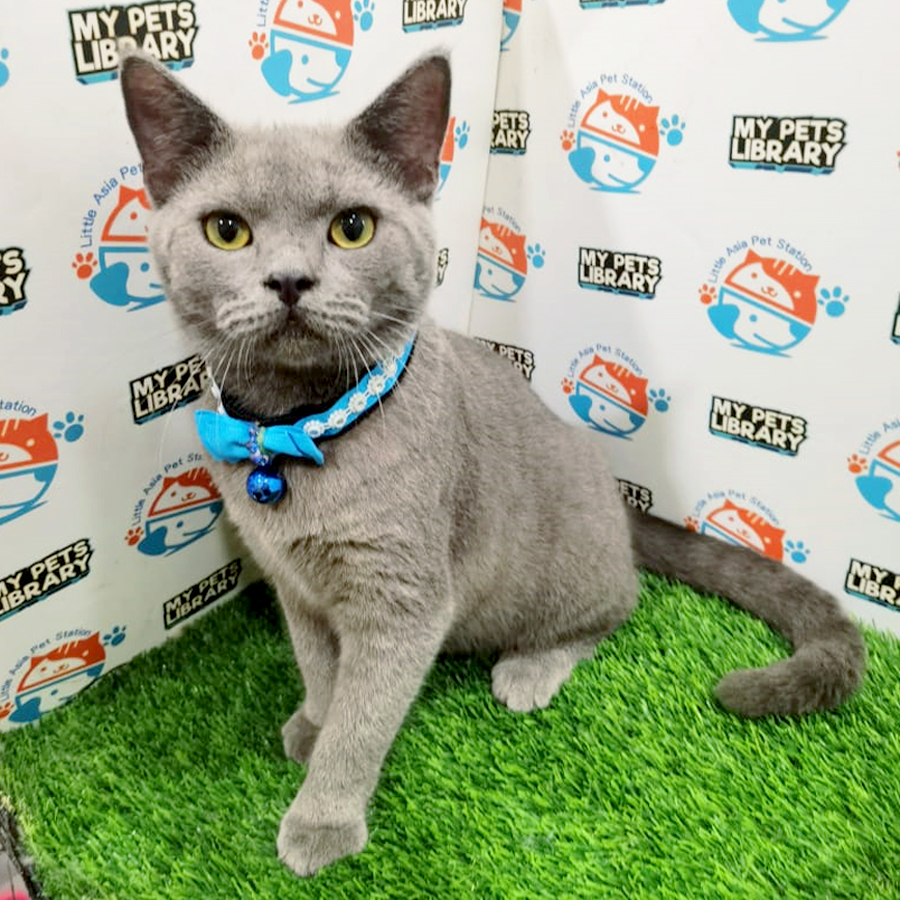 British Shorthair Kitten (Male) For Sale