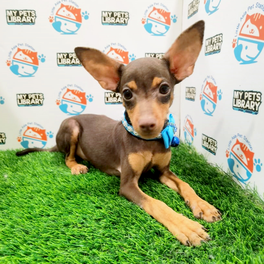 Mini Pinscher Puppy (Male) For Sale