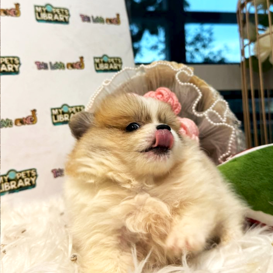 Tiny Pomeranian Puppy (Male) For Sale