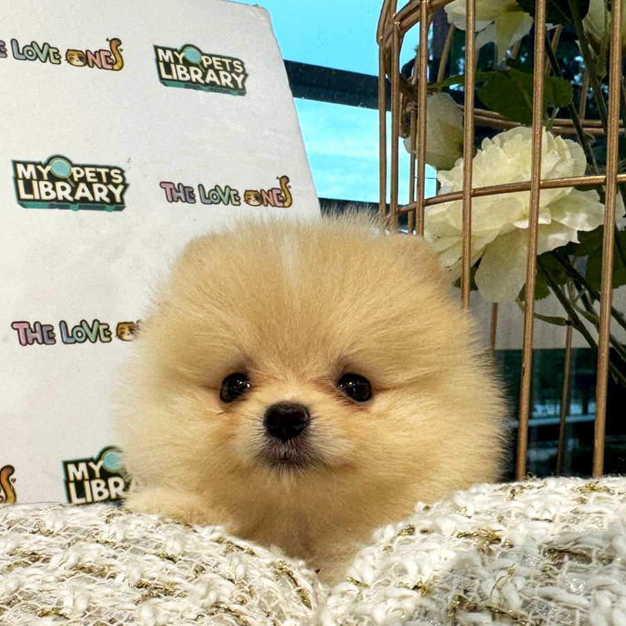Tiny Pomeranian Puppy (Female) For Sale
