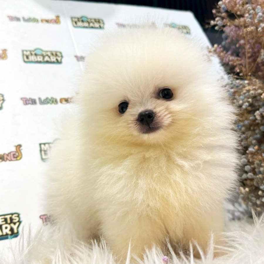 Tiny Teacup Pomeranian Puppy (Male) For Sale