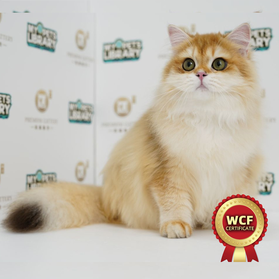 WCF British Longhair Kitten (Male) For Sale