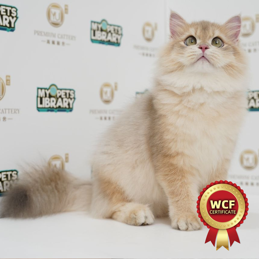 WCF British Longhair Kitten (Male) For Sale