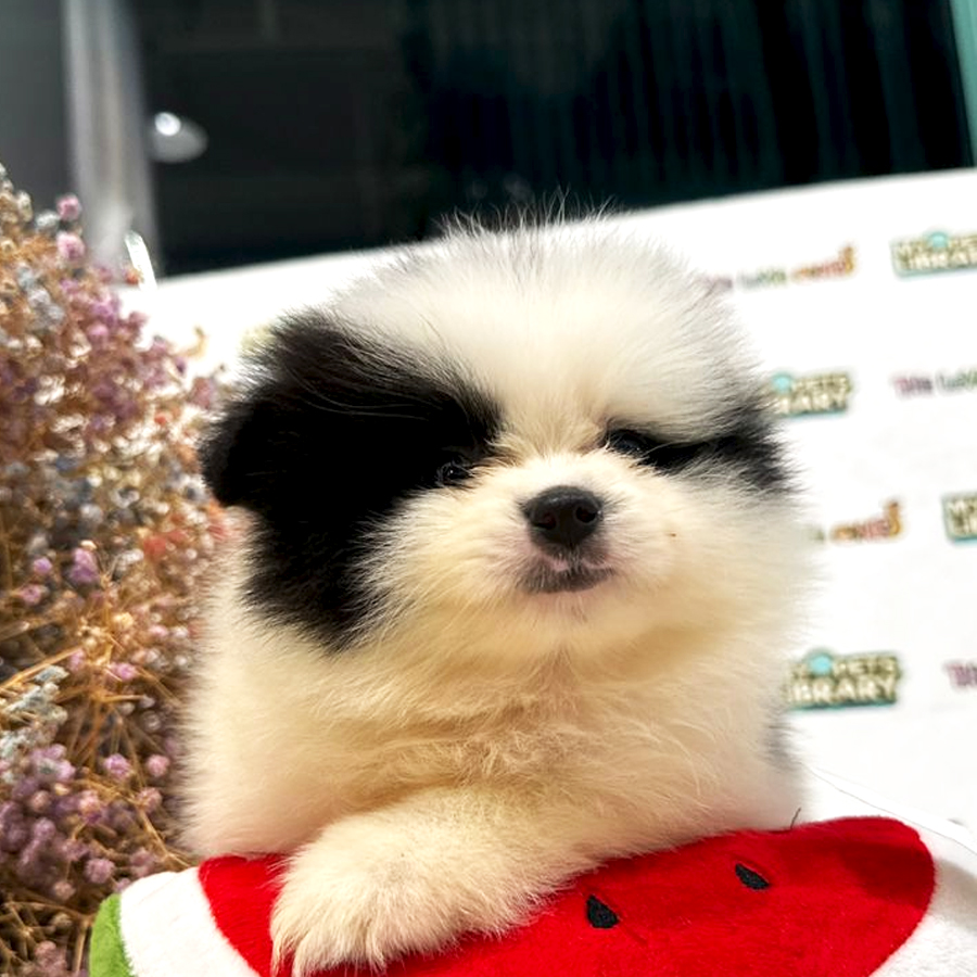 Tiny Pomeranian Puppy (Male) For Sale