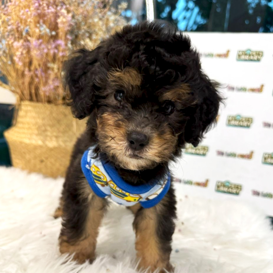 Tiny Toy Poodle Puppy (Male) For Sale