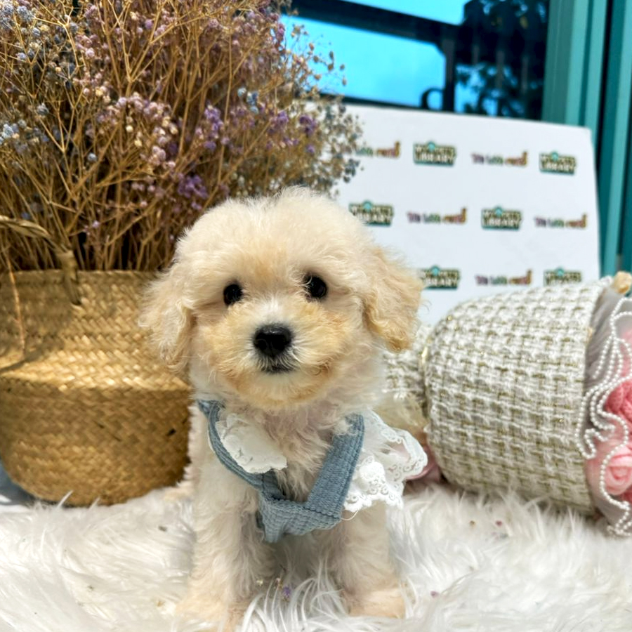 Maltipoo Puppy (Female) For Sale