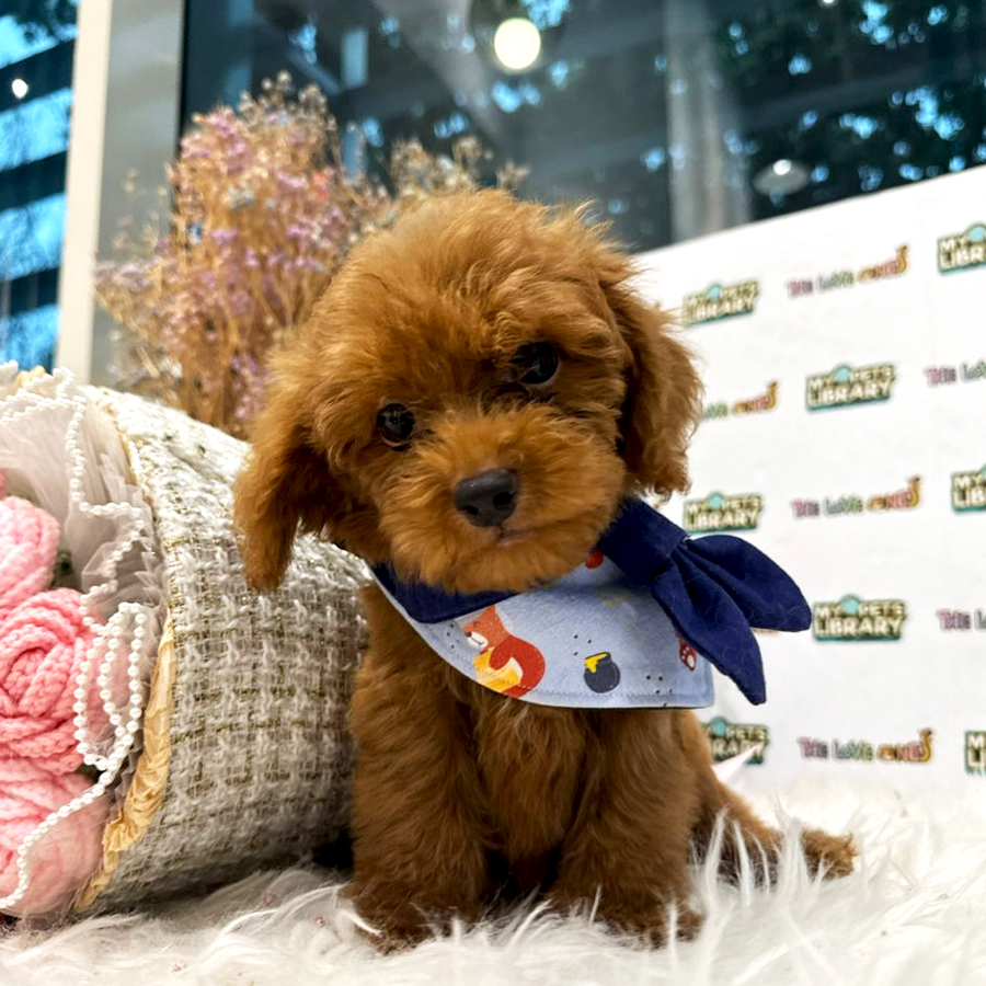 Maltipoo Puppy (Male) For Sale