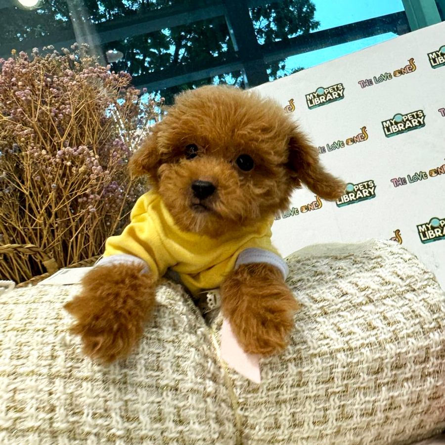 Maltipoo Puppy (Male) For Sale