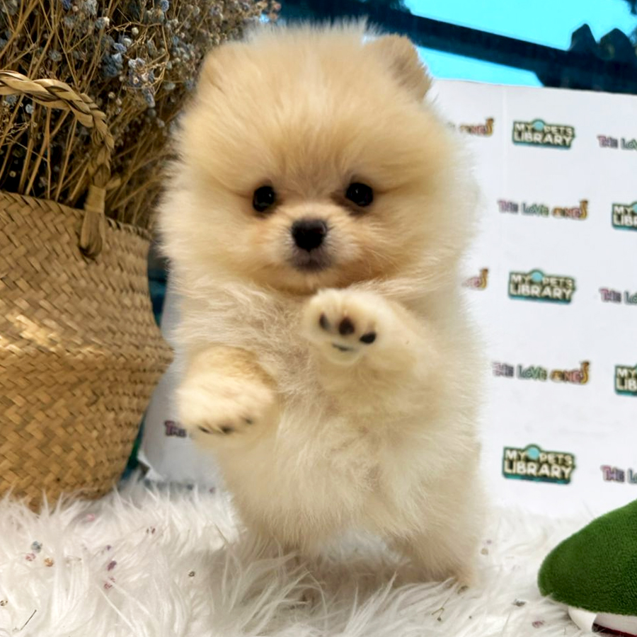 Tiny Pomeranian Puppy (Female) For Sale