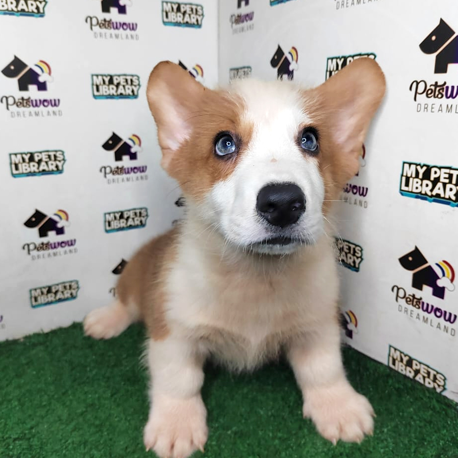 Pembroke Welsh Corgi Puppy (Male) For Sale