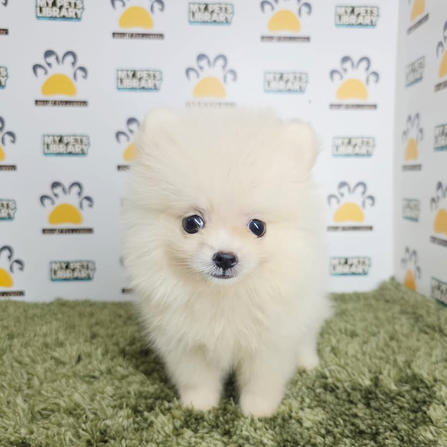 Tiny Pomeranian Puppy (Male) For Sale